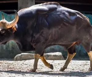 گاوهای باورنکردنی؛ گاو سیاه هرکول 100 کیلو گوشت داره با دوتا کوهان شبیه شتر شده