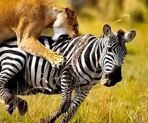 نبرد حیات وحش/ شیر درنده با تمام توان به جون گورخر های بینوا  افتاد/ گردنشونو خرد کرد