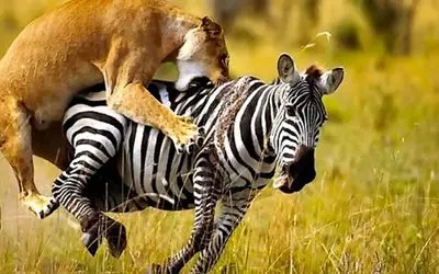 نبرد حیات وحش/ شیر درنده با تمام توان به جون گورخر های بینوا  افتاد/ گردنشونو خرد کرد