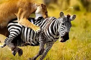 نبرد حیات وحش/ شیر درنده با تمام توان به جون گورخر های بینوا  افتاد/ گردنشونو خرد کرد