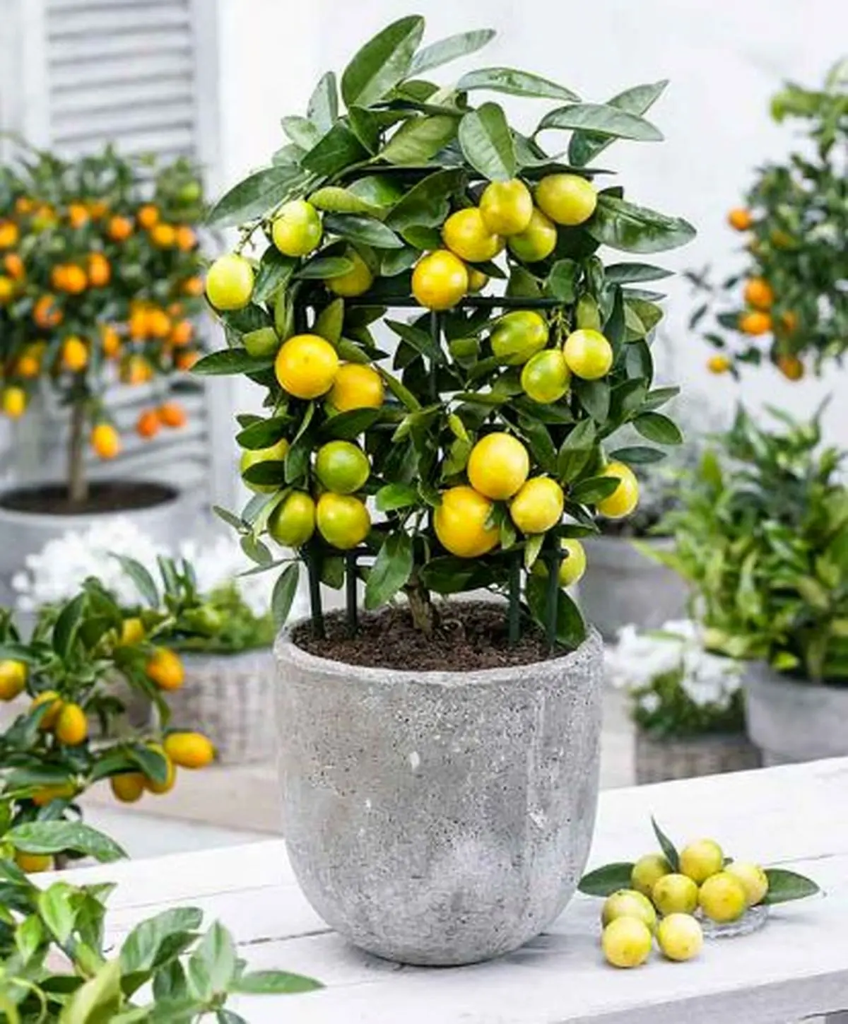 Potted-limequat-tree-Eustis-Limequat3-414x500