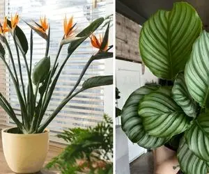 مگس سفید روی گیاهان آپارتمانی/ فک میکنی خال گل هستن ولی آفتن دارن جون گلتو میگیرن