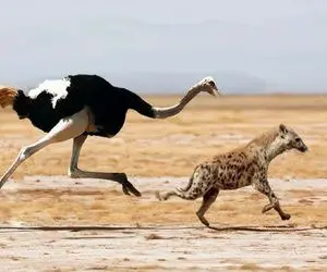 نارام زیان؛ کفتار سفاک جوجه شترمرغ پیچوند تناول کنه مادرش دنبالش کرد مثله شد