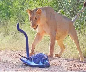 مستند حیات وحش؛ درگیری مار شلنگی و سلطان برای تصاحب طعمه