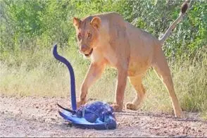 مستند حیات وحش؛ درگیری مار شلنگی و سلطان برای تصاحب طعمه