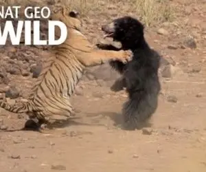 نبرد حیات وحش / لحظه وحشیانه و خشن حمله ببر به توله خرس یتیم مانده