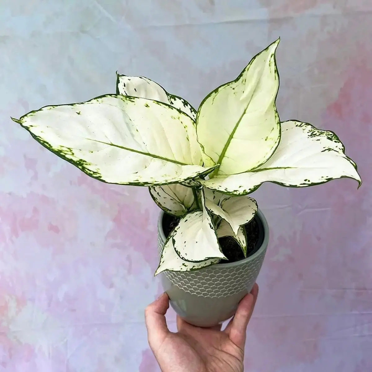 Aglaonema-7