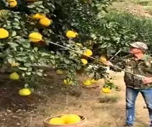 کشاورزی نوین؛ چوب چنگکی ساخته بدون زحمت میوه رو از بلندترین شاخه کند