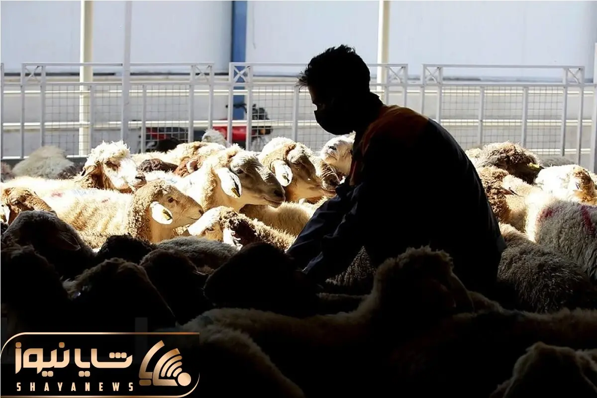 (جدول) قیمت دام زنده امروز ۴ آذر ۱۴۰۳/ تب بازار سرد شد! 