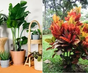 گیاهانی که مناسب فضای بسته نیستن رو بشناس!/ چیزایی رو یاد میگیری که تا حالا نشنیدی!