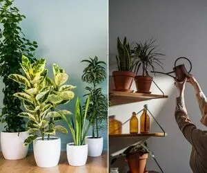 رازهای مهم شادابی گیاهان آپارتمانی / اینجوری حال خوب رو به گلهای طبیعی خونه هدیه بده!