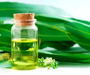 خواص شگفت انگیز روغن اکالیپتوس 