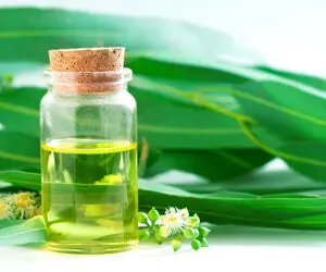 خواص شگفت انگیز روغن اکالیپتوس 