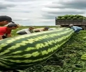 کشاورزی نوین؛ بذر هندونه رو یلخی پلخی پخش کردن رو زمین فک نمیکردن انقد بار بده موندن