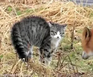 مستند حیات وحش؛ ستیز شرارتمندانه روباه و گربه برای دستیابی به غذا