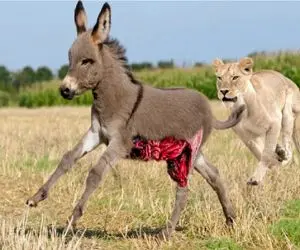 مستند حیات وحش؛ کره الاغ خنگ جان خود را دو دستی تسلیم شیر کرد