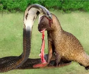 بدایع حیات وحش / نبرد منزجرانه مانگوس سمج و مار مرگبار برای برتری