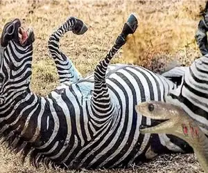 مستند حیات وحش؛ مار کبری به جثه اش نمیاد اما گورخر و پلنگ ده تای خودش میزنه زمین