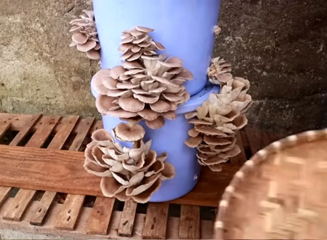 ایده های خلاقانه؛ آقاهه توی سطل فلزی قارچ کاشته یه خروار محصول برداشت کرده تماشایی