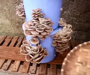 ایده های خلاقانه؛ آقاهه توی سطل فلزی قارچ کاشته یه خروار محصول برداشت کرده تماشایی