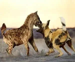 شاهکار حیات وحش؛ کفتار مسلول و سگ وحشی  سر لاشه شیر دعواشون شد پوزه همو تناول کردن