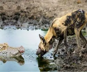 بدایع حیات وحش؛ کفتار در حال نوشین آب توسط تمساح سفاک کمین کرده شکار شد