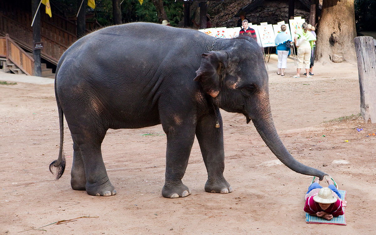elephant-massage-thailand1215