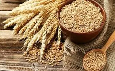 قیمت گندم چقدر افزایش یافت؟
