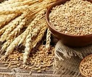 قیمت گندم چقدر افزایش یافت؟
