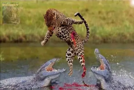 مستند حیات‌وحش؛ استراتژی مرگ؛ زهر جگوار علیه غول کروکدیل