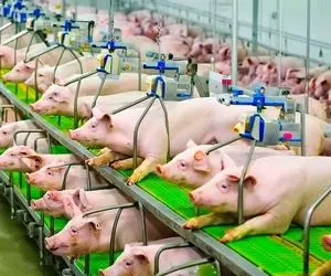 فرآوری خوک؛ خوک بزرگ حرامی رو می بندن به دستگاه برش و می تراشن کالباسش می کنن