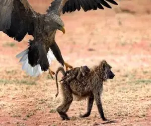 شاهکار حیات وحش / عقاب بی مروت بچه میمون شکار کرد داد جوجه هاش تناول کنن