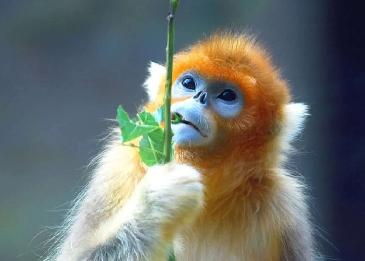 Golden-Snub-Nose-Monkey