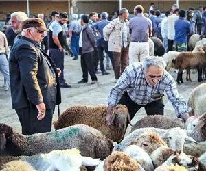 قیمت دام زنده امروز ۲۵ بهمن 1404 + جدول