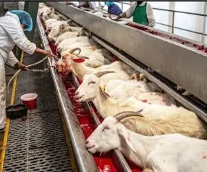 فرآوری بز؛ بزهای نازنازی بعد ده سال خدمت و شیر، تنها پاداششون ساطور بود و خون