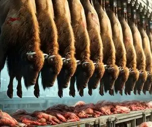 فرآوری گاومیش؛ گاومیش و با تلقیح مصنوعی بارور میکنه به صلابه میکشه برگر میپزه