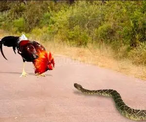 جذابیت حیات وحش / یورش مار هوسباز به حرمسرای خروس غیور