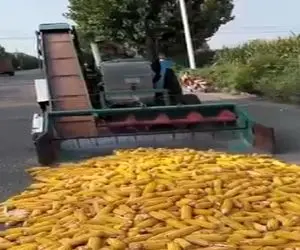 کشاورزی نوین؛ با این دستگاه ذرت دون کن چینی آمریکایی ها به ابرقدرت بودنش اعتراف کردن