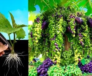 کشاورزی نوین؛ بادمجان و انگور و پیوند زد رو درخت یکی در میون از هر دو رشد کرد