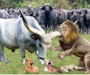 از جذابیت‌های حیات وحش؛ شیر به بوفالو رئیس توهین میکنه گله گاومیشا چشو چالشو در میارن