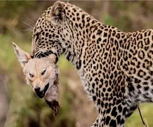 حبات وحش مصنوعی/شغال برای نجات جونش خودشو شرحه میکنه/آروازه های پلنگ در گردن شغال