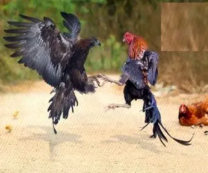 بدایع حیات وحش؛ خروس ددمنشانه عقاب مسلول رو کور کرد تا دیگه مرغ هارو دید نزنه