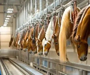 فرآوری اسب؛ اسرار مزارع اسب در چین که با تکنیک های درآمدزا تولید می شود