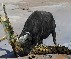 از بدایع حیات وحش؛ گاومیش شریر دندونشو فرو کرد تو کمر کروکودیل خون فواره زد خورد