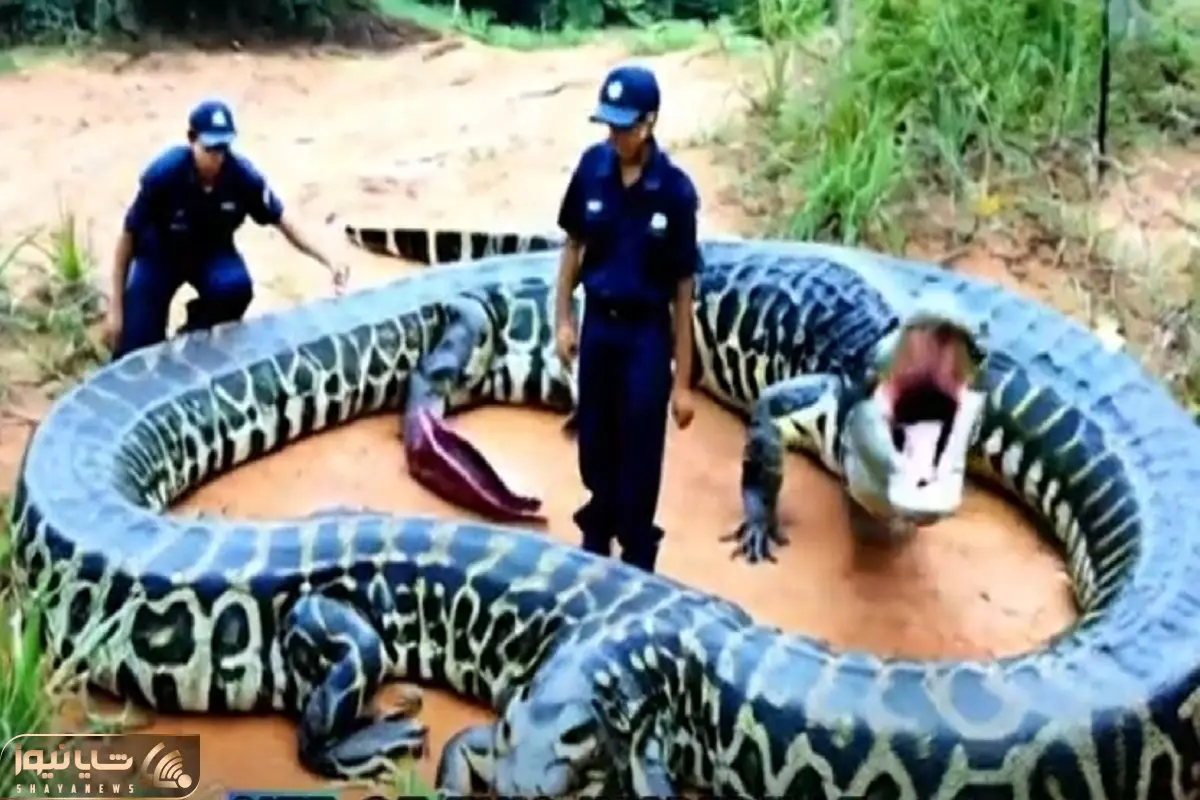 مستند حیات وحش؛ مارهای جهش یافته ی آمازونی با دو کله سر و ته جنگلبان ها رو شوکه کردن