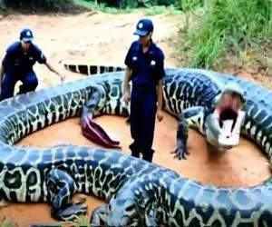 مستند حیات وحش؛ مارهای جهش یافته ی آمازونی با دو کله سر و ته جنگلبان ها رو شوکه کردن