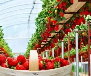 کشاورزی نوین؛ توی آمریکا با تجهیزات نوین بیش از 10000 تن توت فرنگی ارگانیک کاشتن 