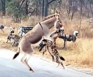 شاهکار حیات وحش /  کفتار شرور دنبال شرحه کردن الاغ بود تنها گوشمالی سهمش شد