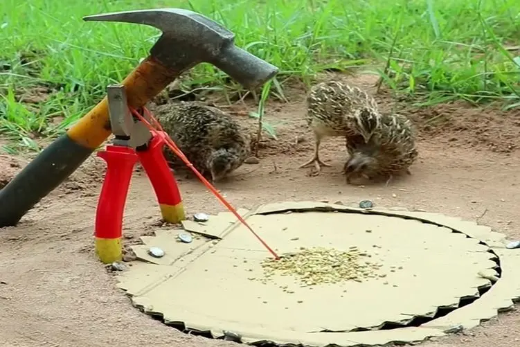 دامداری نوین؛ با این تله دیگه دنبال جوجه ها نمیدوئن کیش کیش کنن جمع شن میفتن تو گودال