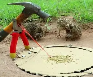 دامداری نوین؛ با این تله دیگه دنبال جوجه ها نمیدوئن کیش کیش کنن جمع شن میفتن تو گودال